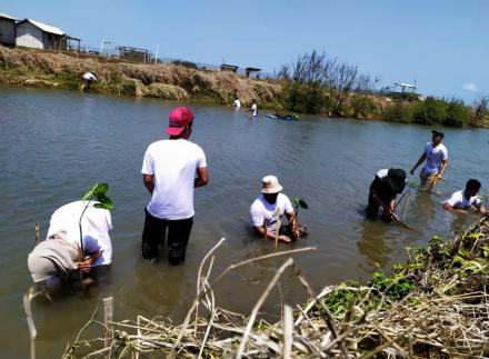 Penanaman 1000 Pohon Mangrove