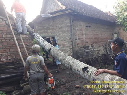 Penanganan Pohon  Tumbang Dusun Krajan