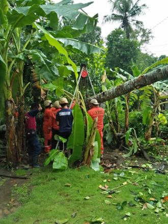 Evakuasi Pohon Kelapa Tumbang Dusun Talkondo