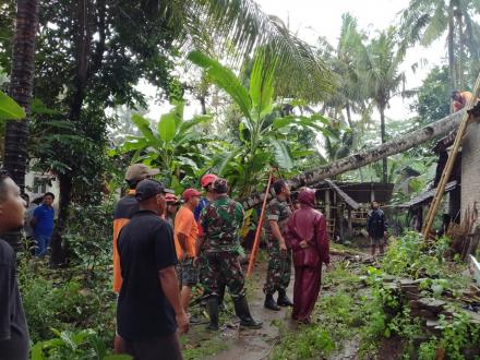 Evakuasi Pohon Kelapa Tumbang Dusun Ngentak