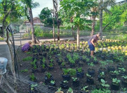 Perawatan Tanaman Pangan oleh KWT Dusun Ngentak