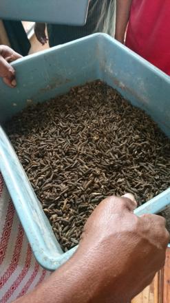 Tertarik Maggot, Gapoktan Poncosari Mengikuti Kunjungan Budidaya