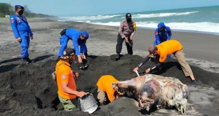 Penguburan Penyu di Pantai Kuwaru