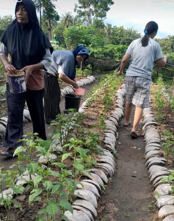Giat Rutin Pemeliharaan Tanaman KWT Dusun Polosiyo