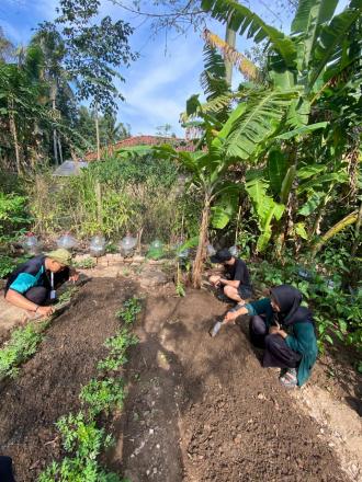 Penanaman Tanaman Pangan Di Demplot KWT Sekar Lembayung Kukap