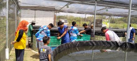 Panen Lele Unit Usaha Bumkal Mukti Lestari