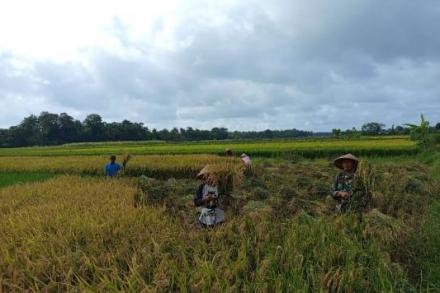 Dampingi Petani, Langkah Babinsa Poncosari Dukung Swasembada Pangan