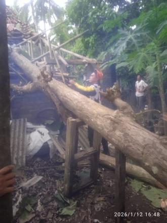 Penanganan Pohon Tumbang Dusun Polosiyo