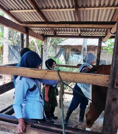 Dukung Kesehatan Ternak, Vaksinasi Sapi Dilaksanakan di Dusun Sambeng 1