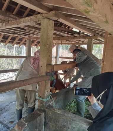 Dukung Kesehatan dan Produktivitas Ternak, Vaksinasi Ternak Dilaksanakan di Dusun Sambeng III